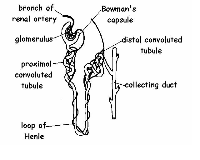 Pig Digestive System Diagram Labeled - Diagram Media
