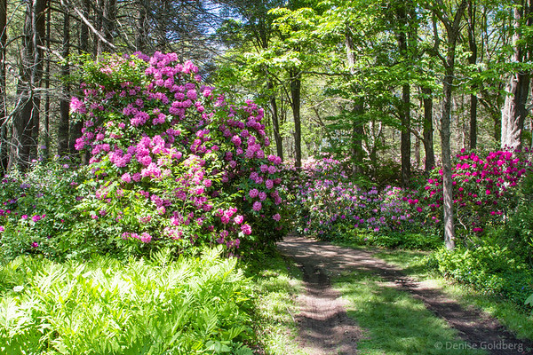 rhododendron everywhere! rhododendron everywhere!