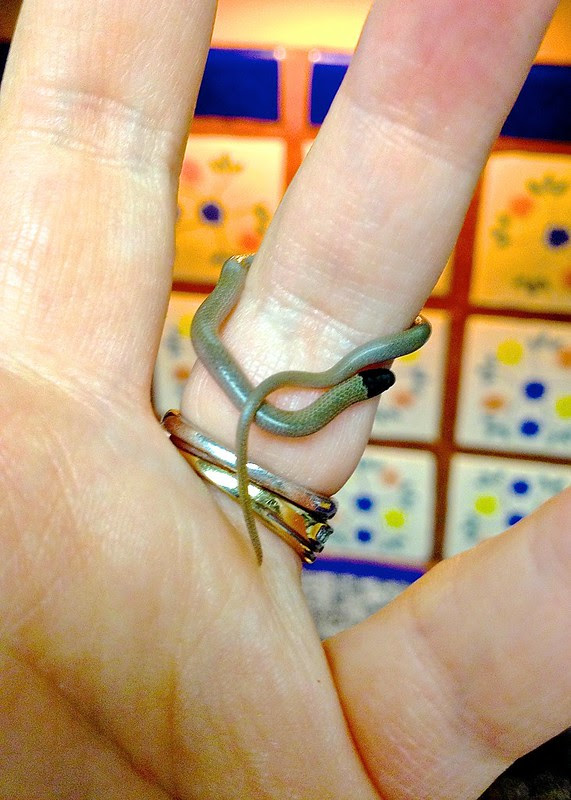 serpentine ring 4