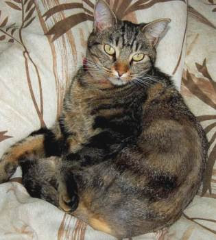 European Shorthair cat European Shorthair cat