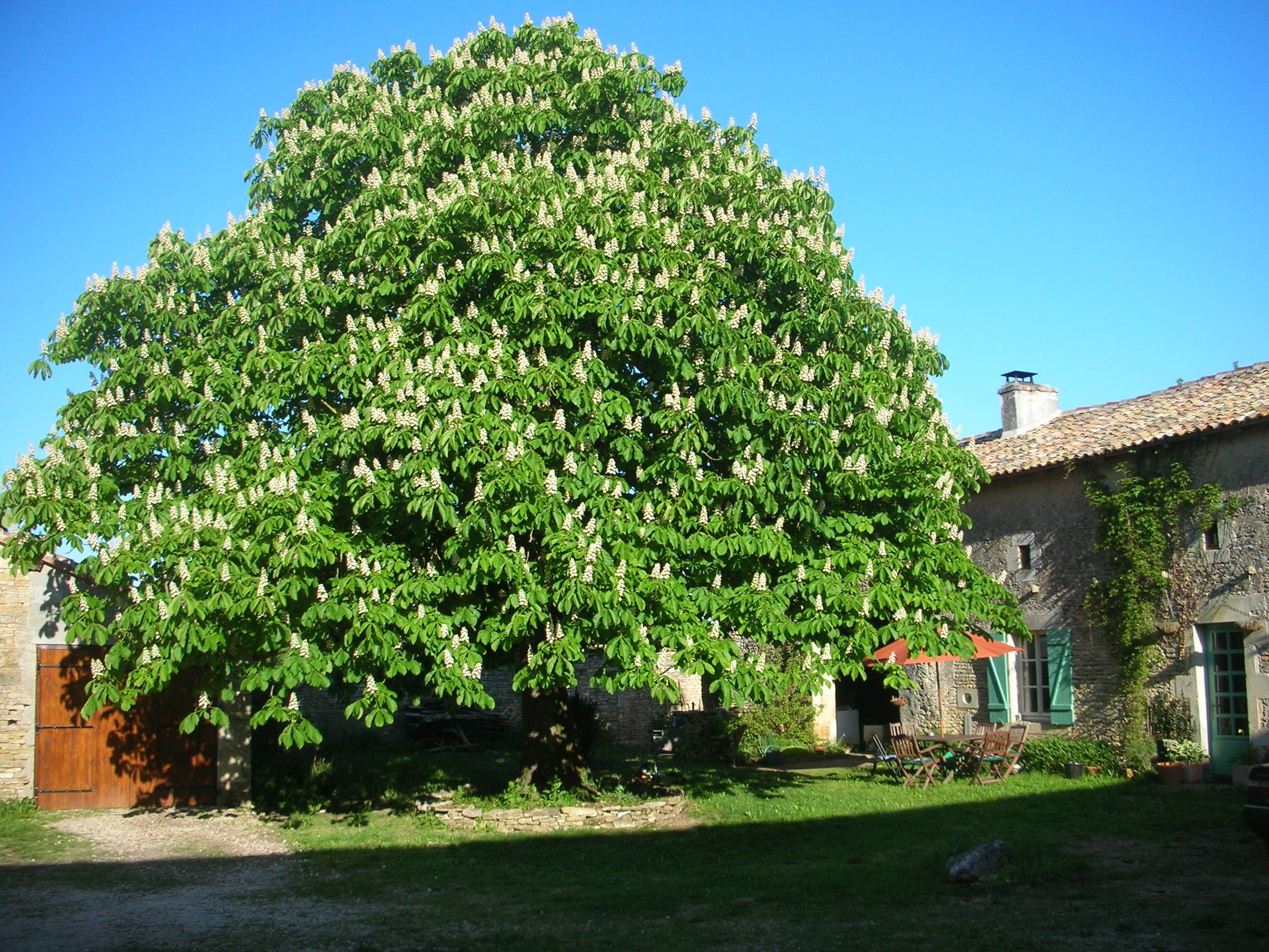 Late Spring Woody Plants
