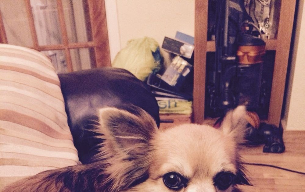 24 Hour Animal Urgent Care Near Me homes of heaven