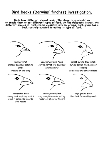 Darwin S Finches Worksheet - worksheet