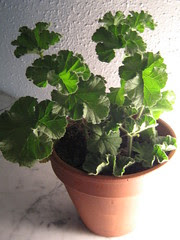 pelargonium capitatum
