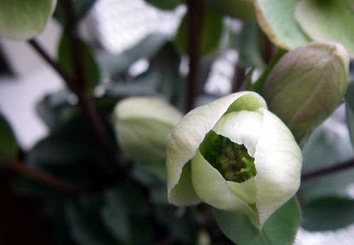 helleborus
