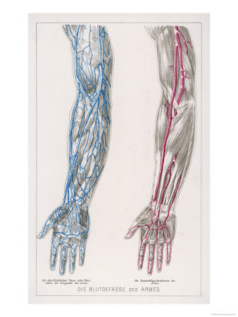 wallpaper: arteries and veins in arm
