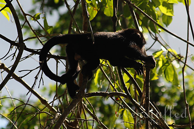 Baby Baboon