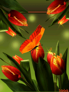 Очаровательные тюльпаны