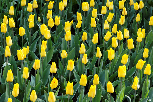 Keukenhof Yellow Tulips