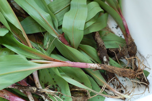 Freshly picked ramps awaiting cleaning by Eve Fox, the Garden of Eating blog, copyright 2013