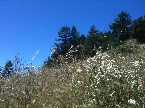 Mountain Meadow with Pearly Everlasting