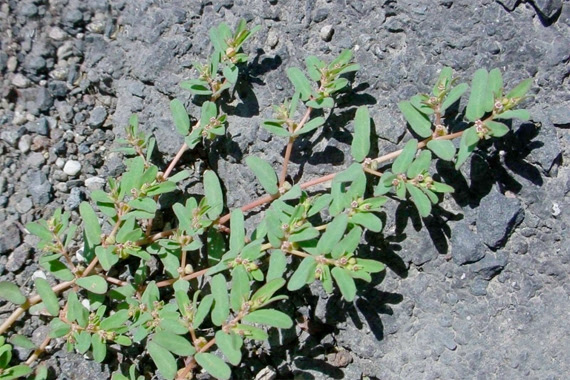 weeds common spurge lawn weed identifying garden growing identification types identify lawns berries plants tall broadleaf low dandelion gardening etc