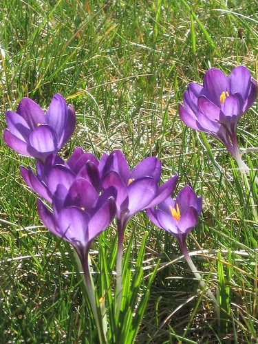 Spring Crocus