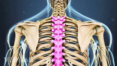 Musclesm In The Upper Human Back - Muscles Of The Upper Arm Biceps