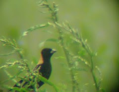 Male Bobolink