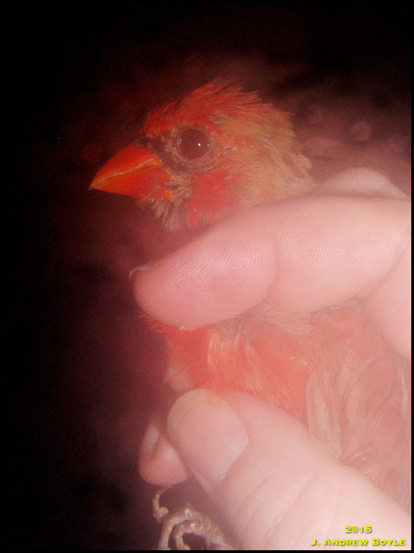 Northern Cardinal Northern Cardinal
