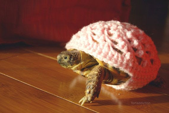tortoise cozy