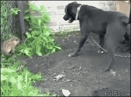 http://www.barnorama.com/wp-content/images/2012/03/daily-gifdump-4/10-daily-gifdump-4.gif