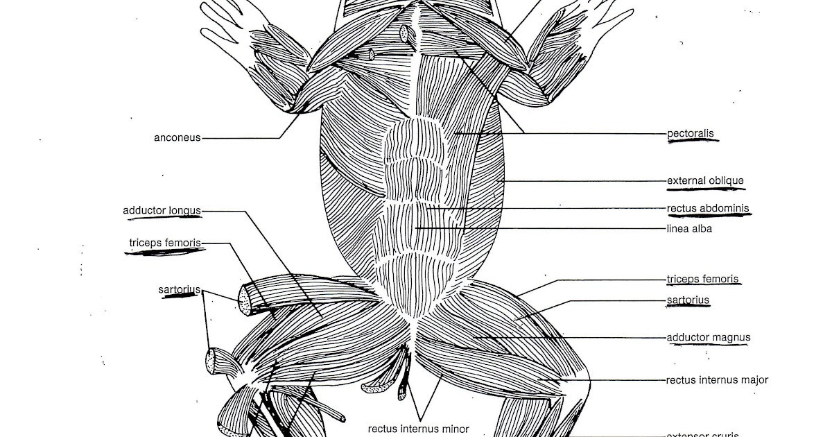 Leg Bones Diagram / File:603 Anatomy of Long Bone.jpg - Wikimedia Commons