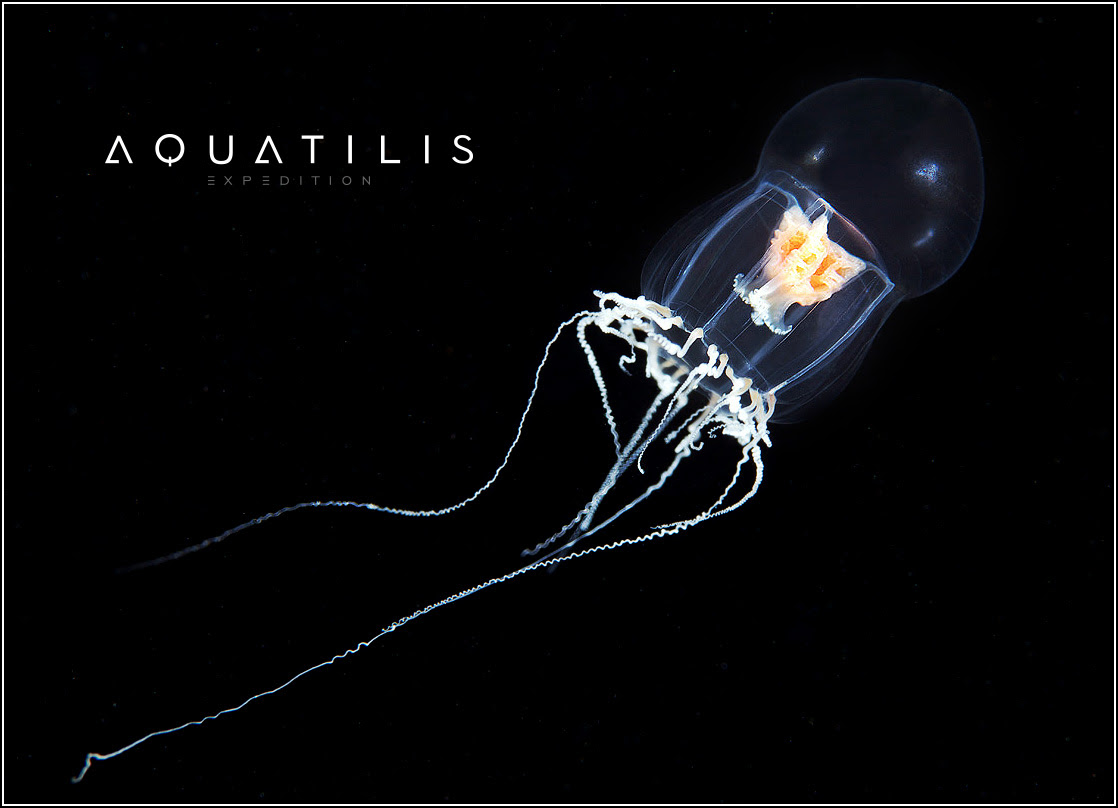 Aquatilis Expedition