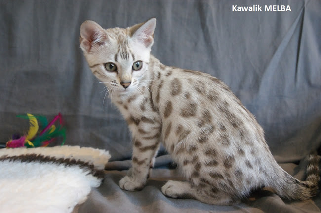 Chat Bengal Silver Snow Get Images
