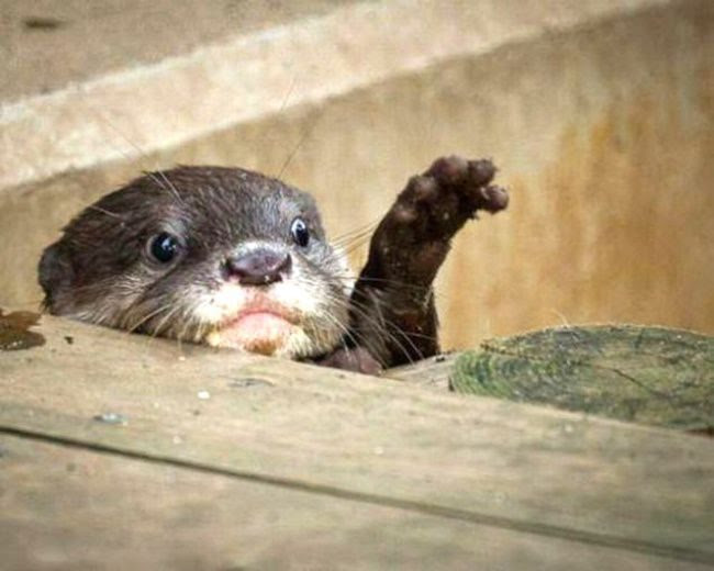 25 animals that know how to properly ask for cookies