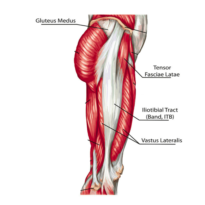 Deigram Of Outside Leg Muscles / Knee Pain Location Chart The Chelsea
