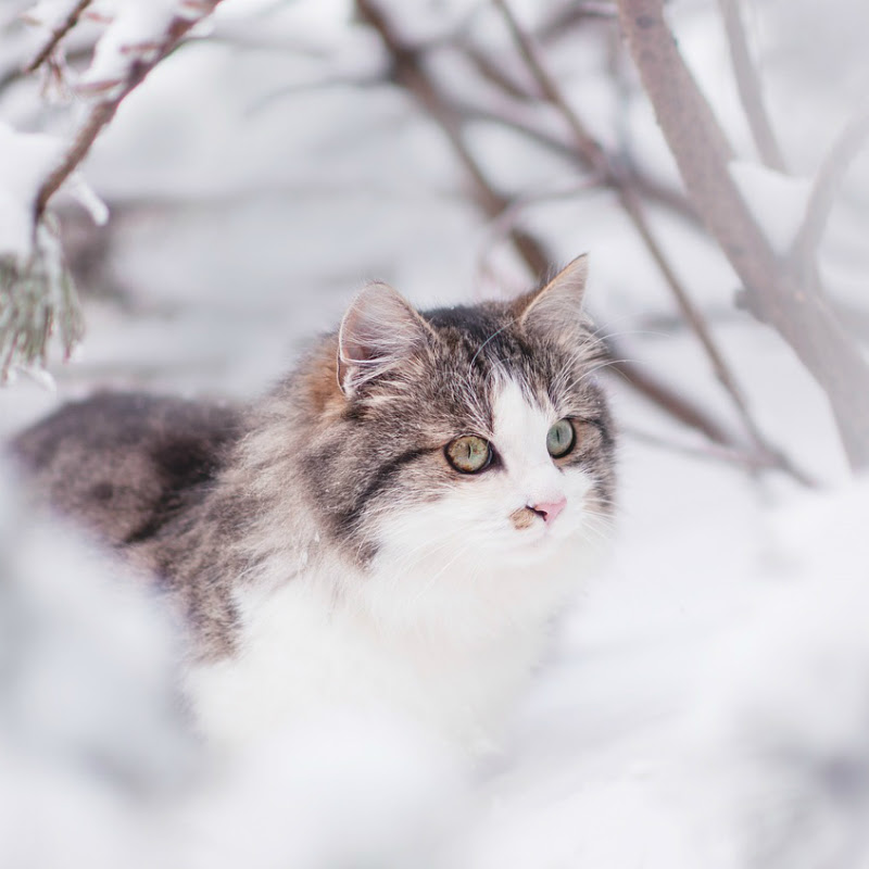 トップコレクション ロシア 猫 名前 100 で最高の画像
