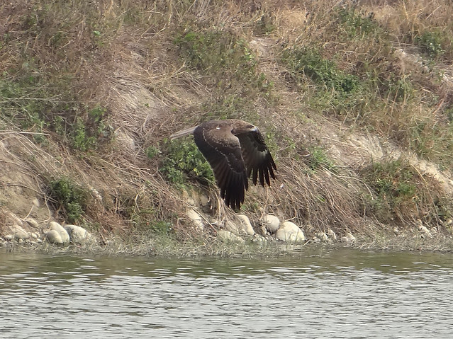 黑鳶、老鷹/無限台南