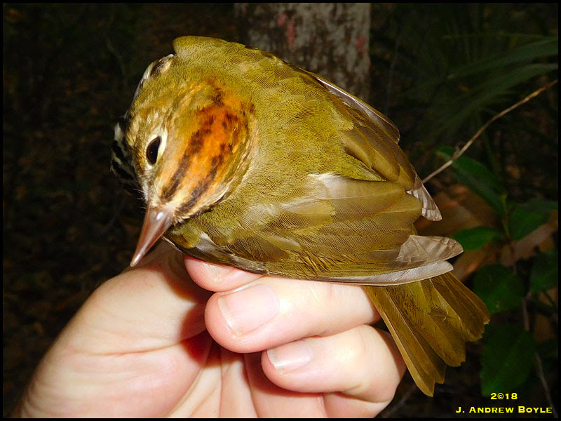 Ovenbird Ovenbird