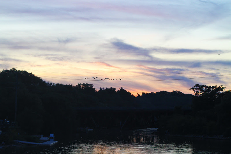 geese along the Credit River