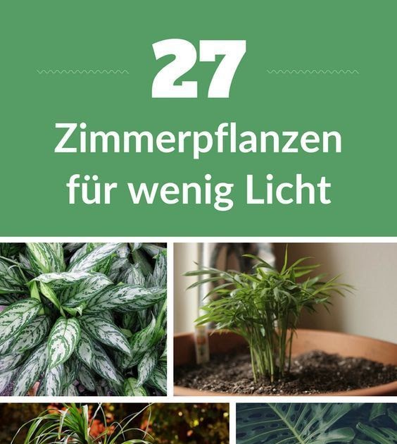 Zimmerpflanze Ohne Licht - Plants Photo