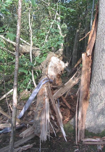 IMG_4477 Tree damaged in Oct 2013 UK storm