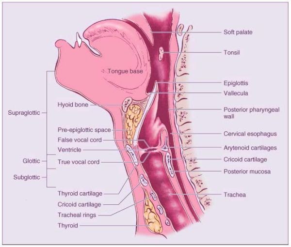 Neck And Throat Anatomy Diagram : Surface anatomy of the head and neck