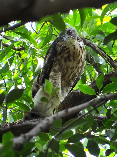 鳳頭蒼鷹/無限台南