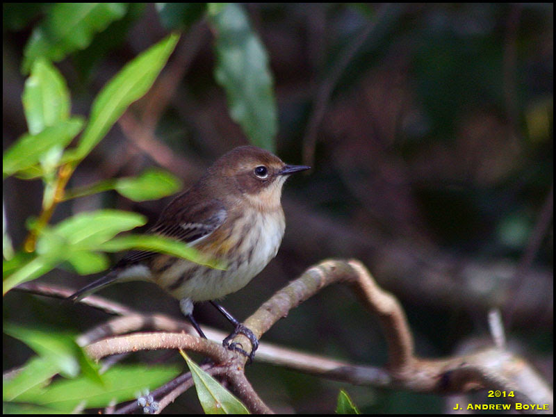 Myrtle Warbler Myrtle Warbler