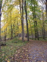Yellow Tree