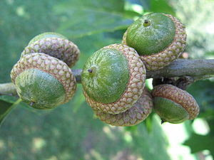English: A group of acorns.