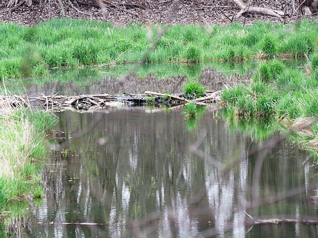 IMG_2716dam