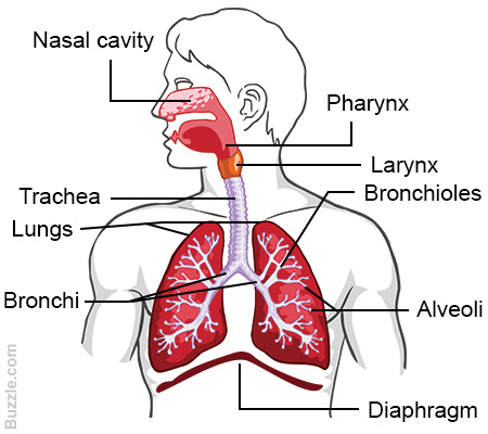 Respiratory System Quiz Anatomy