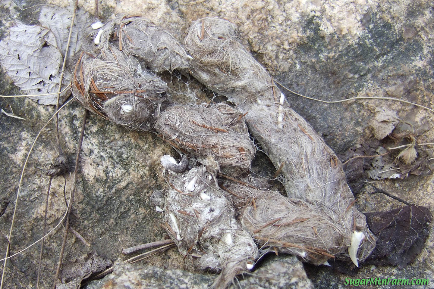 coyote imagesize jpg4