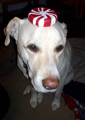 PD_LLBeanTote_Zeus3