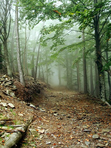 Mystery forest