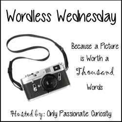 Wordless Wednesday on Only Passionate Curiosity