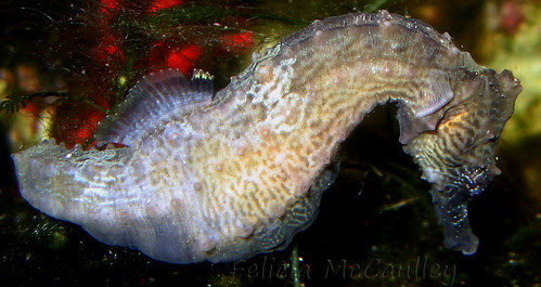 seahorse erectus male
