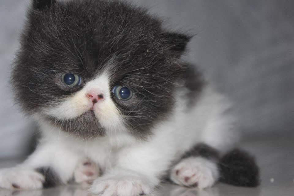 September 2016 ~ Dunianya Kucing