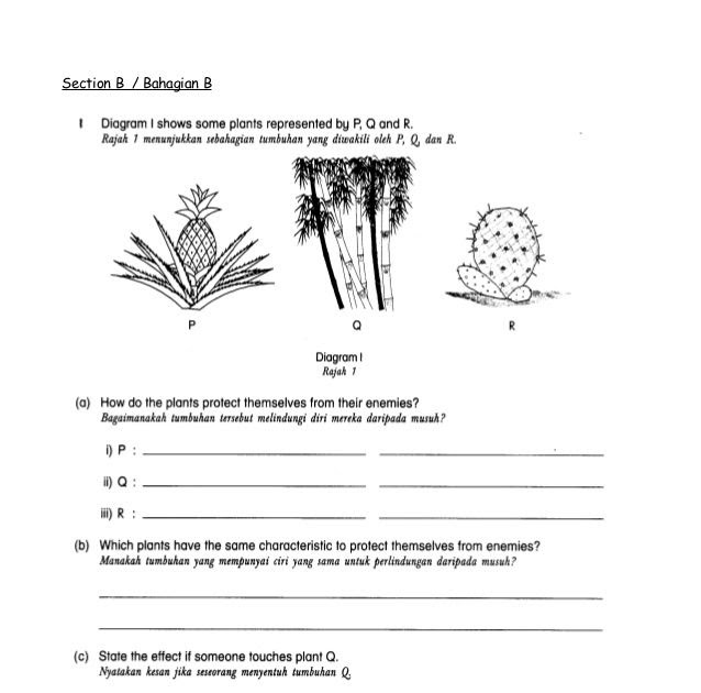 Latihan Bahagian Tumbuhan Sains Tahun 1  Sains Mania