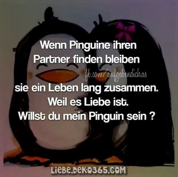 Pinguine Bleiben Ein Leben Lang Zusammen Spruch DE Spruch
