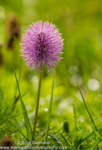 Photo & Video Sharing by SmugMug Photo & Video Sharing by SmugMug