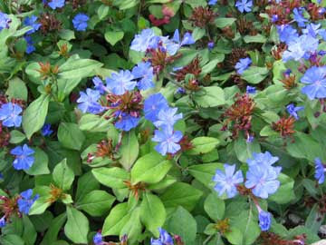 http://fichas.infojardin.com/foto-arbusto/ceratostigma-plumbaginoides.jpg